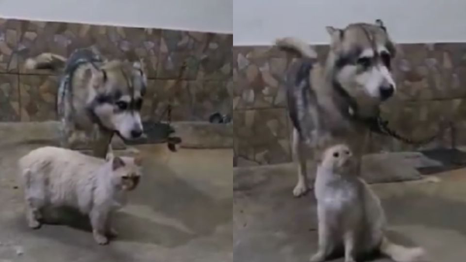 VIDEO | Piden ayuda para adoptar a perrito encadenado todo el día en Edomex