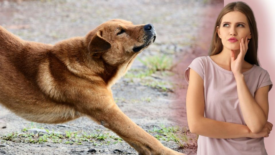 Sabías que la mirada entre un perro y su dueño activa la liberación de oxitocina en ambos.