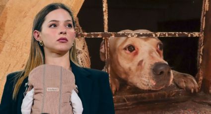 ¿De dónde vino la información de los 1,700 animales sacrificados en Santa Catarina?