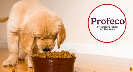 Profeco: estas son las mejores marcas de alimento para perro en 2025