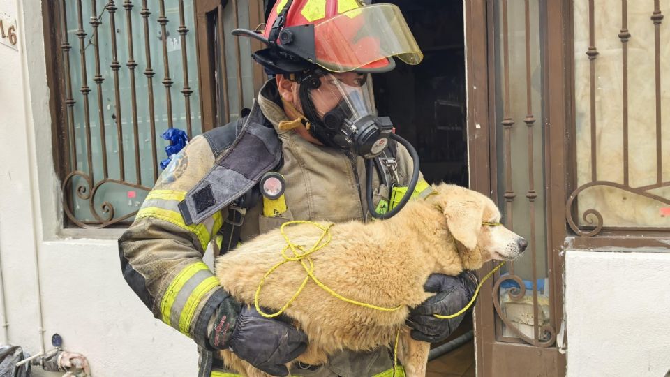 Bomberos y rescatistas controlaron un incendio en la colonia Treviño de Monterrey, donde evacuaron a familias y mascotas de manera preventiva.