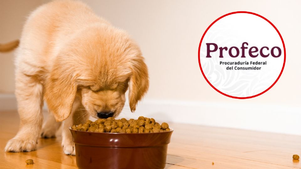 La elección del alimento para perro debe basarse en las necesidades específicas de cada mascota.