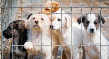 Guadalupe niega maltrato animal tras acusaciones de sacrificio en su Centro Canino