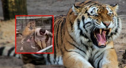 VIDEO | Tigre ataca a veterinaria en parque turístico en Mazamitla, Jalisco