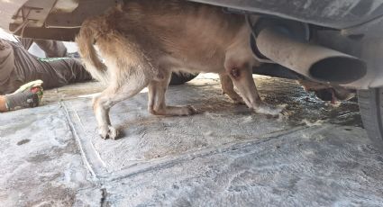 Rescatan a perrito atrapado bajo un auto en Santa Catarina