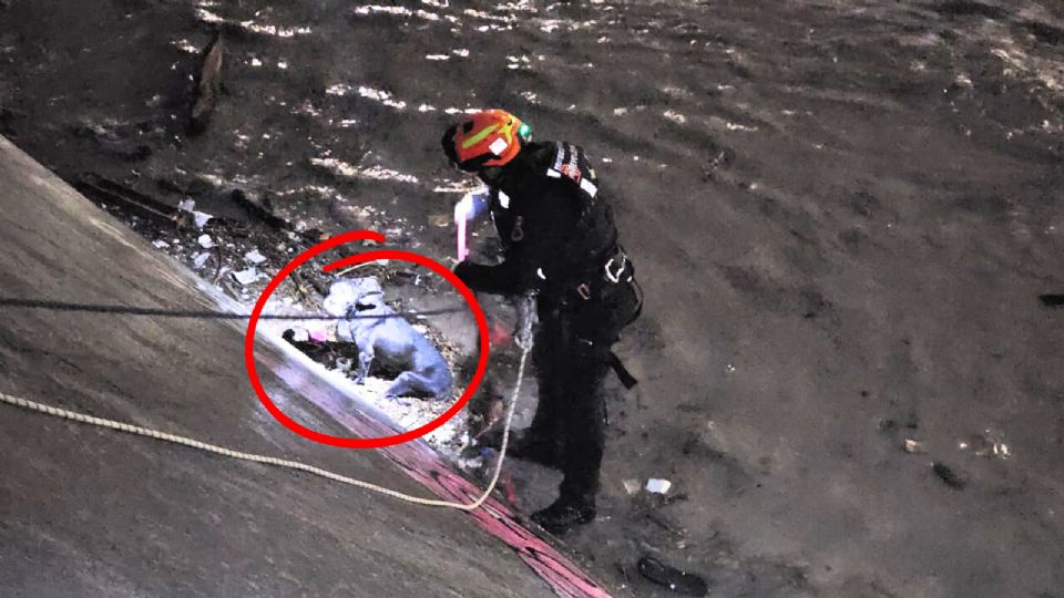 Protección Civil logró rescatar a un perro atrapado en el arroyo El Obispo, en San Pedro Garza García.