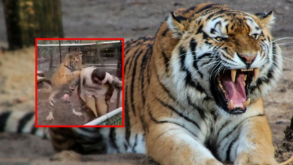 Aunque la mujer trató de zafarse, el tigre la zarandeó en varias ocasiones.