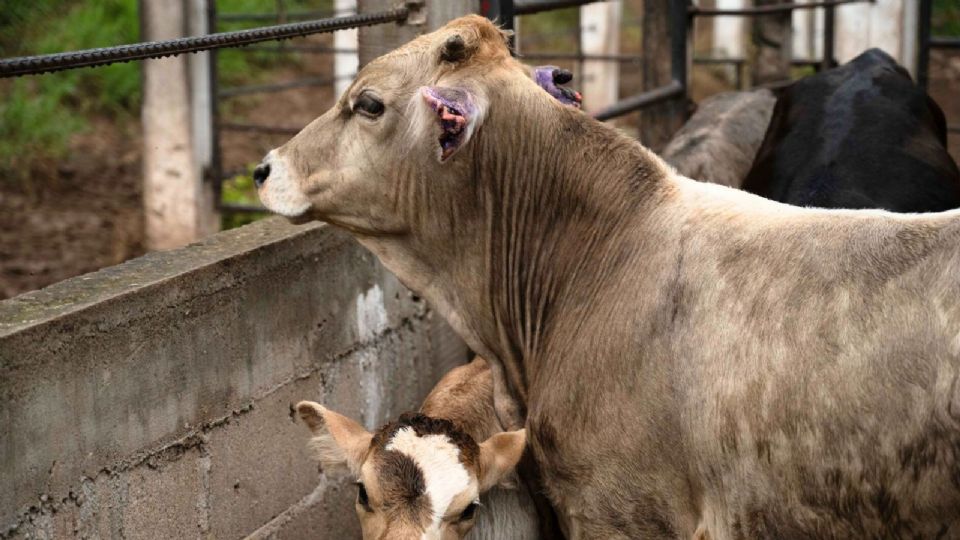 La mandataria admitió que en la importación desde Centroamérica a México a veces es difícil controlar el paso del ganado.