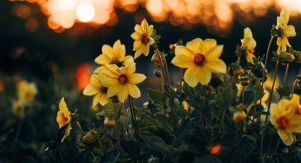 Flores amarillas en septiembre: ¿Cuándo y por qué se regalan?