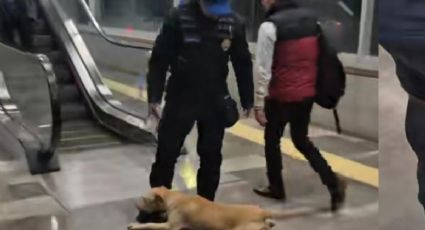 Perrita se hace viral por querer subir a la Línea 2 del Cablebús