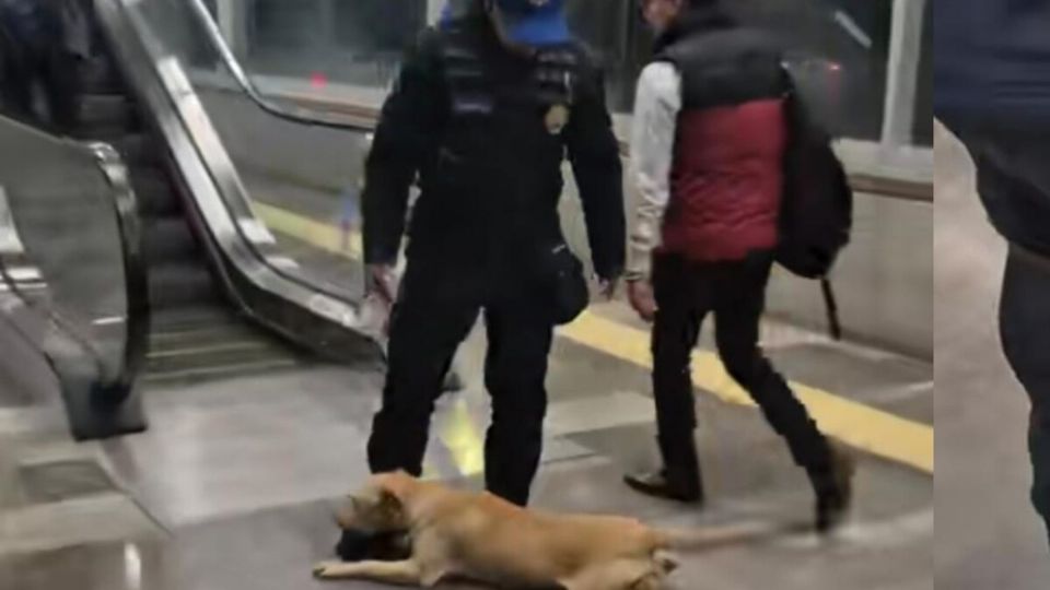 Perrita se hizo viral en TikTok al tratar de subirse a la Línea 2 del Cablebús. Checa si lo consiguió o no.