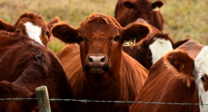 Estados Unidos reporta primer caso de gusano barrenador en Nuevo León
