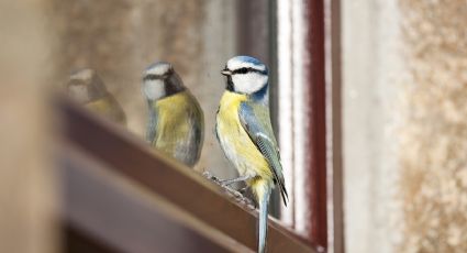 ¿Qué significa que entre un pájaro a tu casa?