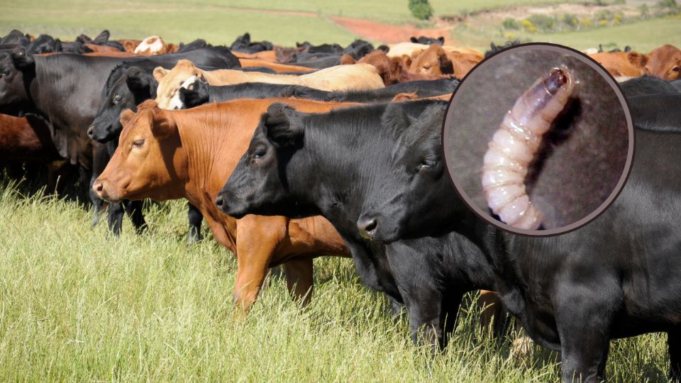 El gusano barrenador, que afecta al ganado de sangre caliente, fue detectado en Sabinas Hidalgo, NL, en un cargamento procedente de Veracruz.