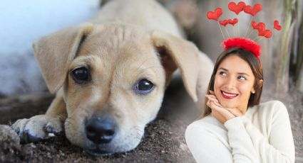 ¿Cómo dicen 'Te amo' los perritos? La ciencia lo explica