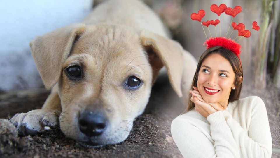 Descubre todas las señales de amor que te demuestra tu perro.