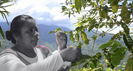 Cárteles en Michoacán: así es la extorsión contra productores de limón, según experto