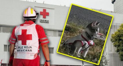 Urgencio: Cruz Roja en Ciudad Victoria adopta gatito y se vuelve 'paramédico'