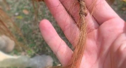 El misterio de las trenzas en los caballos: ¿juegos de aluxes o leyenda popular?