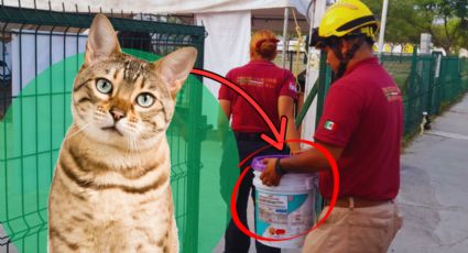 Rescatan a gato herido abandonado dentro de un bote de pintura en Escobedo