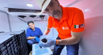 Gobierno de Nuevo León combate gusano barrenador con moscas estériles