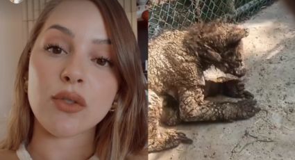 Mariana Rodríguez aclara situación de osa en La Pastora; Profepa decidirá si será dormida