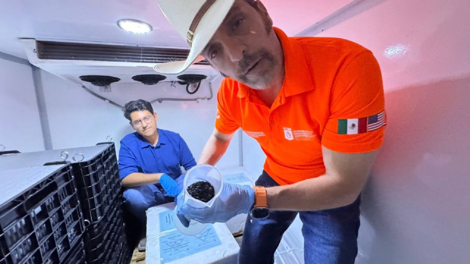 Autoridades estatales y federales supervisaron la liberación de moscas estériles en Nuevo León como medida preventiva contra el gusano barrenador.