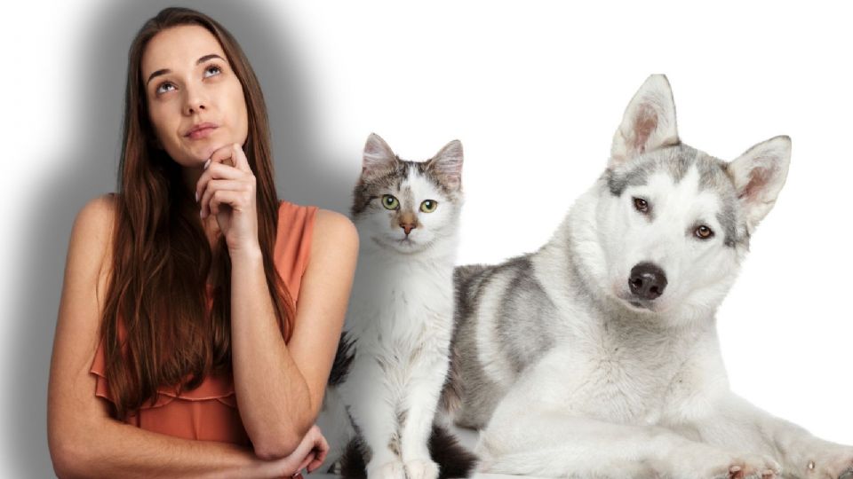 ¿Tu mascota te empuja cuando acaricias a otro?