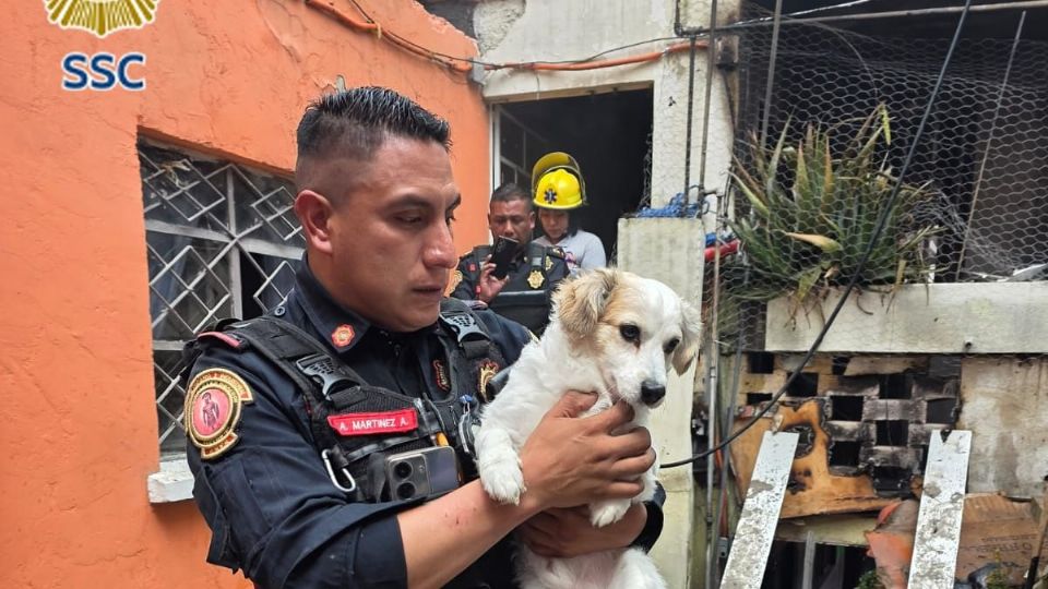 Los policías bancarios que participaron en el rescate de los perritos tuvieron que ser valorados por paramédicos.