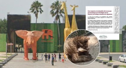 Profepa investigará a La Pastora por negligencia en caso de osa en malas condiciones