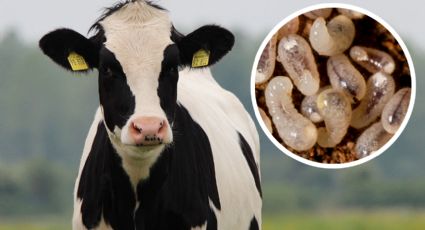 Industria ganadera de Nuevo León acuerda medidas preventivas contra el gusano barrenador