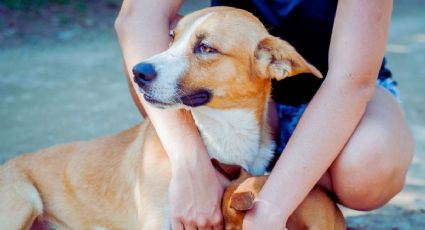 Adulto mayor cuelga y golpea a una perrita en Edomex | VIDEO