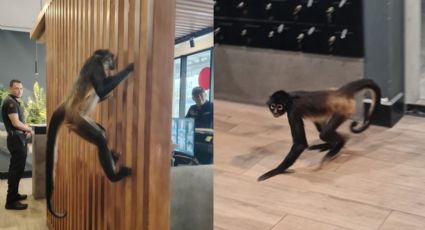 VIDEO | Sorprende mono araña en torre de departamentos en Mitras