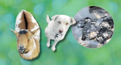 Denuncian hallazgo de animales decapitados en parque del Centro de Monterrey