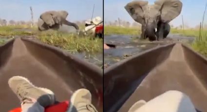 VIDEO | Turistas viven terror tras ataque de elefante en safari de Botswana