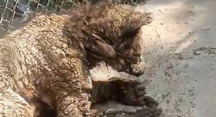 VIDEO | Fundación Invictus revela nuevos detalles del estado de salud de la osa Mina