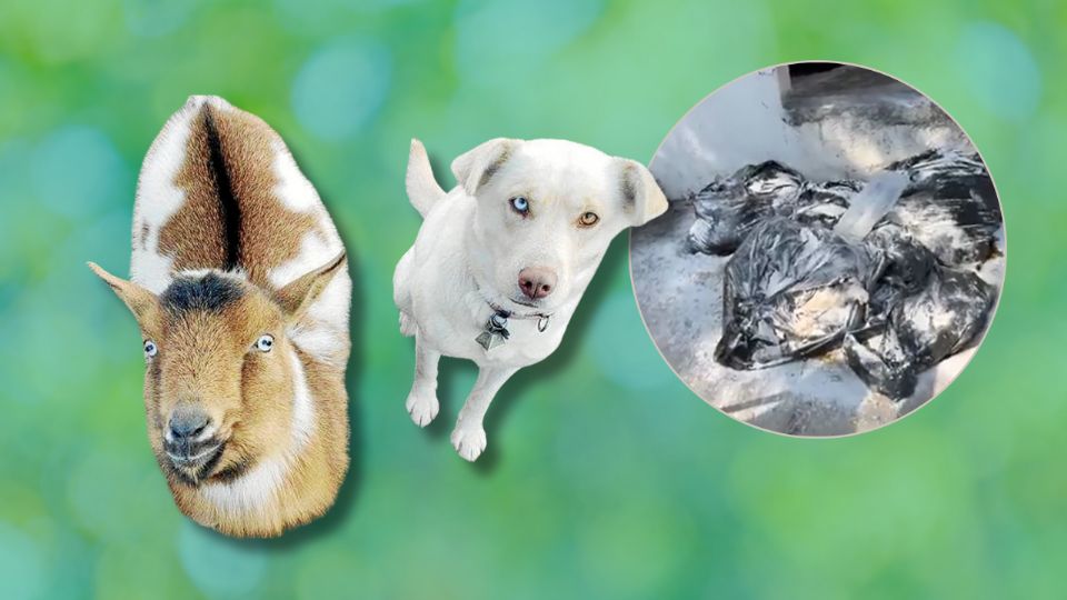 Autoridades municipales y policías acudieron al estacionamiento de un banco en el centro de Monterrey, donde se localizaron bolsas con restos de más de diez animales sin cabeza.