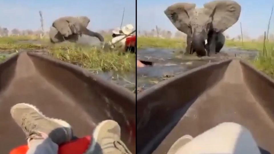 Al sentirlos una amenaza, este elefante arremetió así contra turistas en el río Okavango, en Botswana.