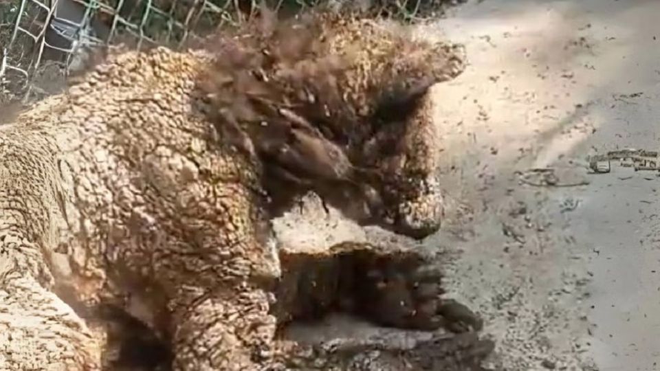 La osa Mina ya se encuentra en la Fundación Invictus, en Hidalgo, que aquí reporta su estado de salud.