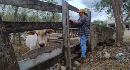 Curado y estable, el primer caso de gusano barrenador en una persona en Yucatán