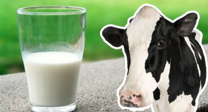 Esta marca de leche deslactosada cumple con todos los parámetros de la NOM-155 y es la más barata, según la Profeco