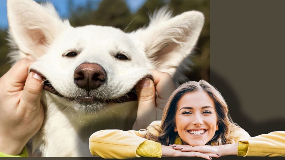 La ciencia revela las 5 señales que confirman que tu perro está feliz de verte.
