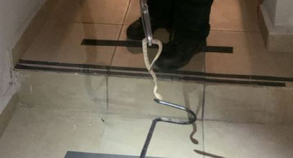 Capturan serpiente de cascabel en la colonia Satélite Acueducto