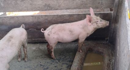 Pueblos Mayas denuncian a granjas porcícolas por contaminación