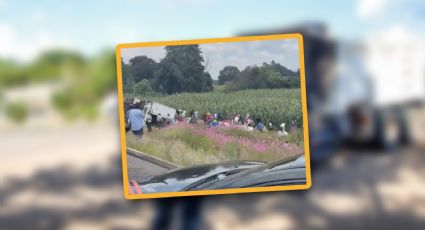 VIDEO | Rapiña en Edomex: tráiler con mercancía vuelca en autopista y vecinos lo saquean