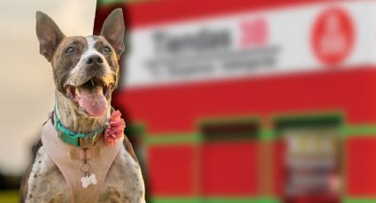 Tlaxcala investiga presunto maltrato animal en sucursal de una tienda de supermercados