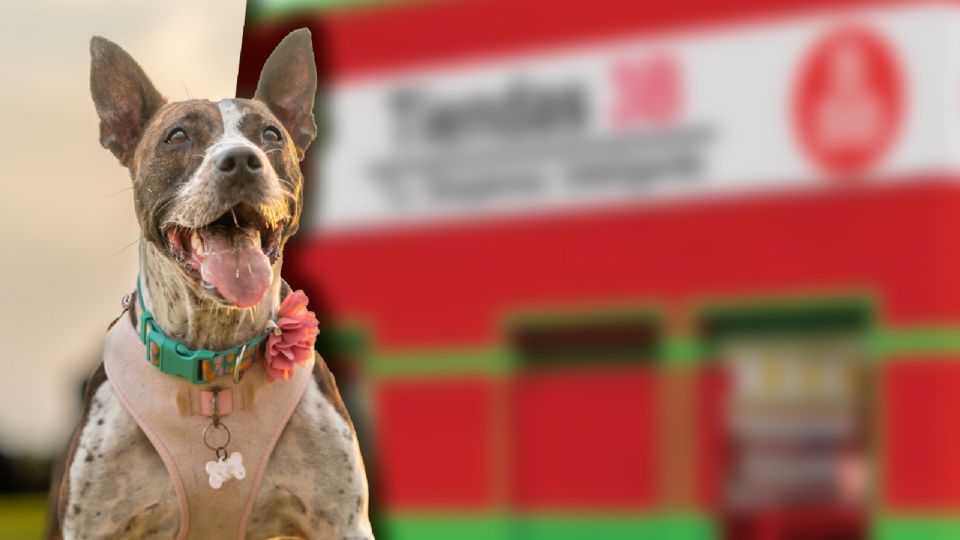 La Ley de Protección y Bienestar Animal de Tlaxcala establece que la crueldad contra animales es un delito.