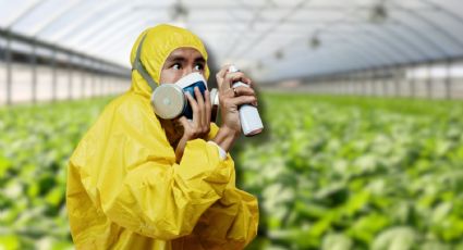 Por decreto, México prohíbe estos 35 plaguicidas para proteger la salud y el medio ambiente