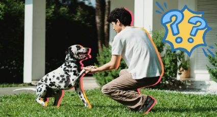¿Llegaste y tu perro se vuelve loco? Esto es lo que debes hacer al saludarlo