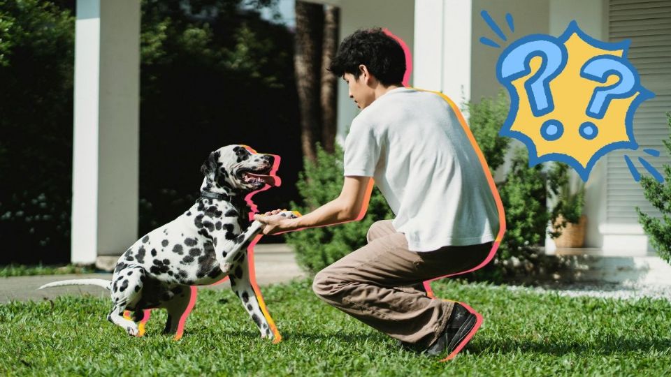 ¿Cómo debes saludar a tu perro cuando llegas a casa?
